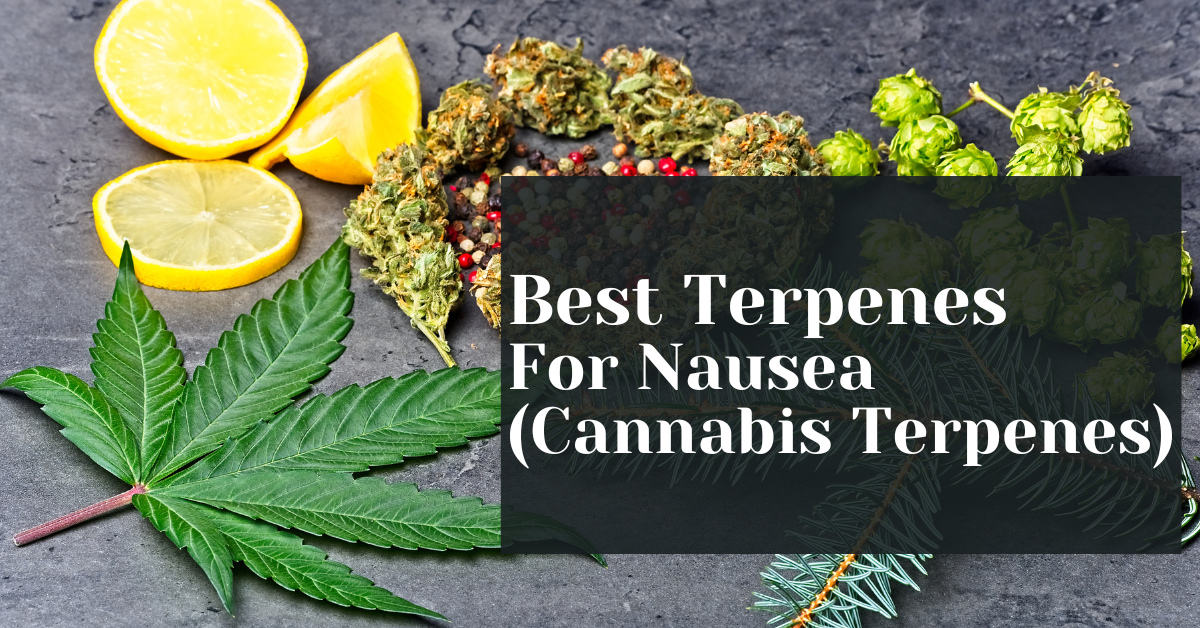 Best Terpenes For Nausea (cannabis Terpenes) – Alive Market Cbd