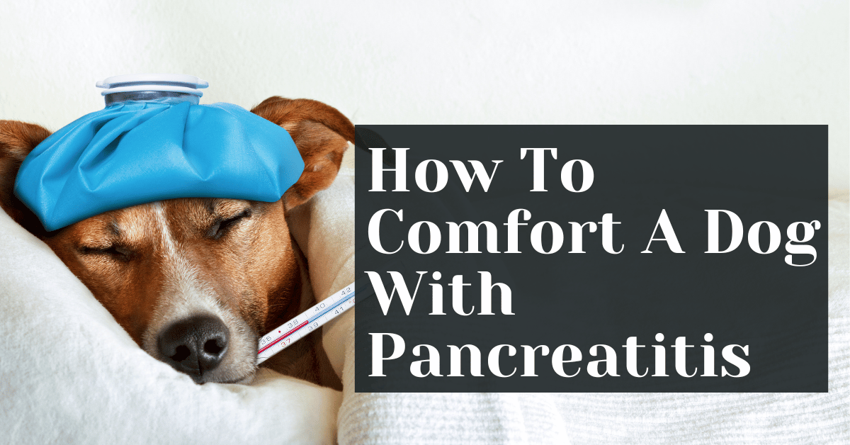 Bland diet for dogs hotsell with pancreatitis