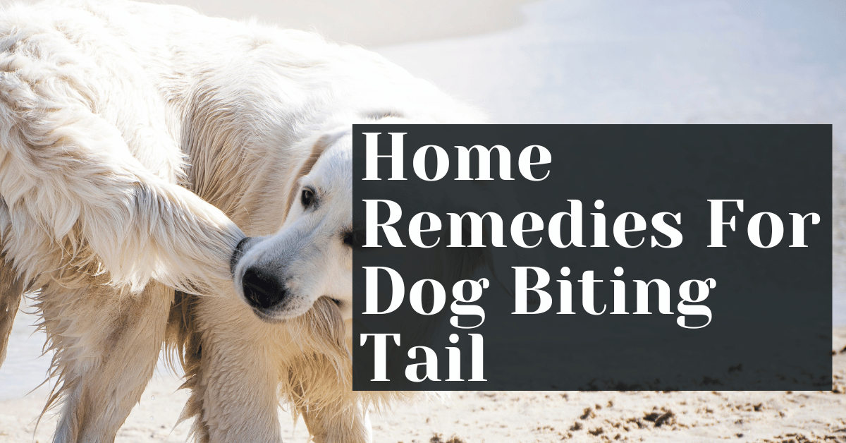 Home remedies for on sale dog biting tail