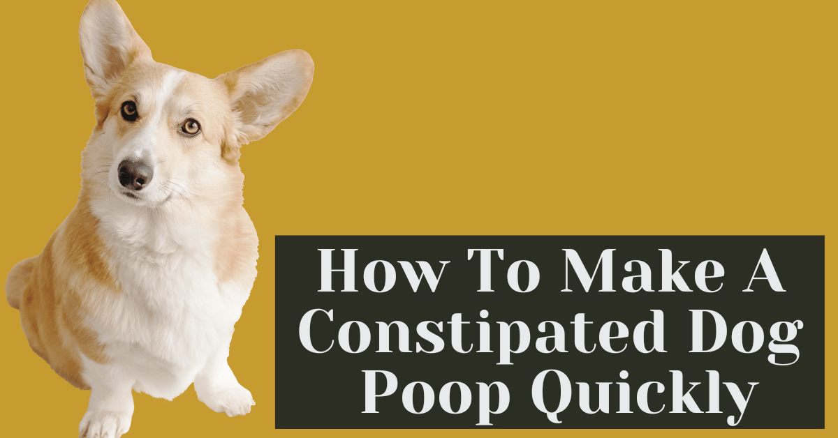 What helps fashion dogs poop when constipated