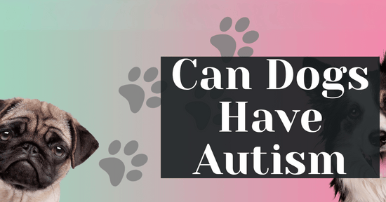 Can Dogs Have Autism