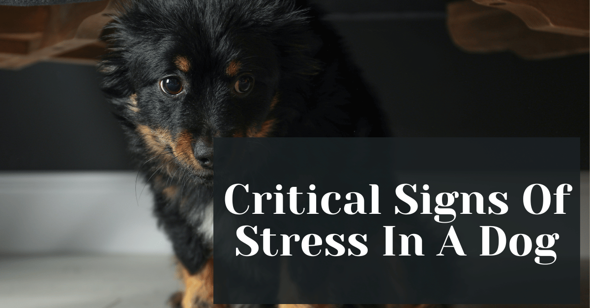 Critical Signs Of Stress In A Dog – Alive Market