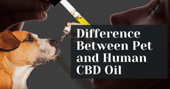 Difference Between Pet and Human CBD Oil