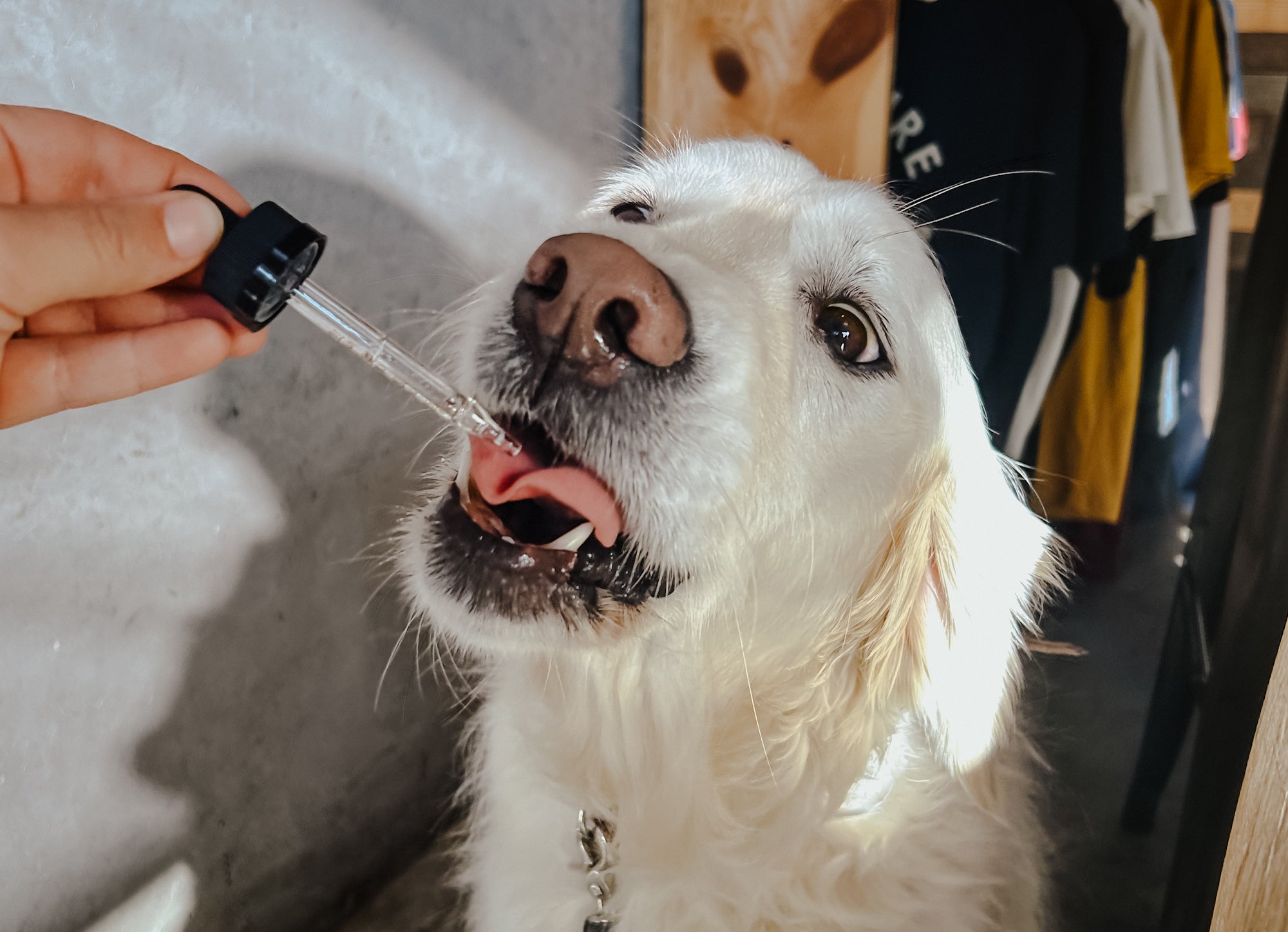 Coconut oil clearance dog ear yeast